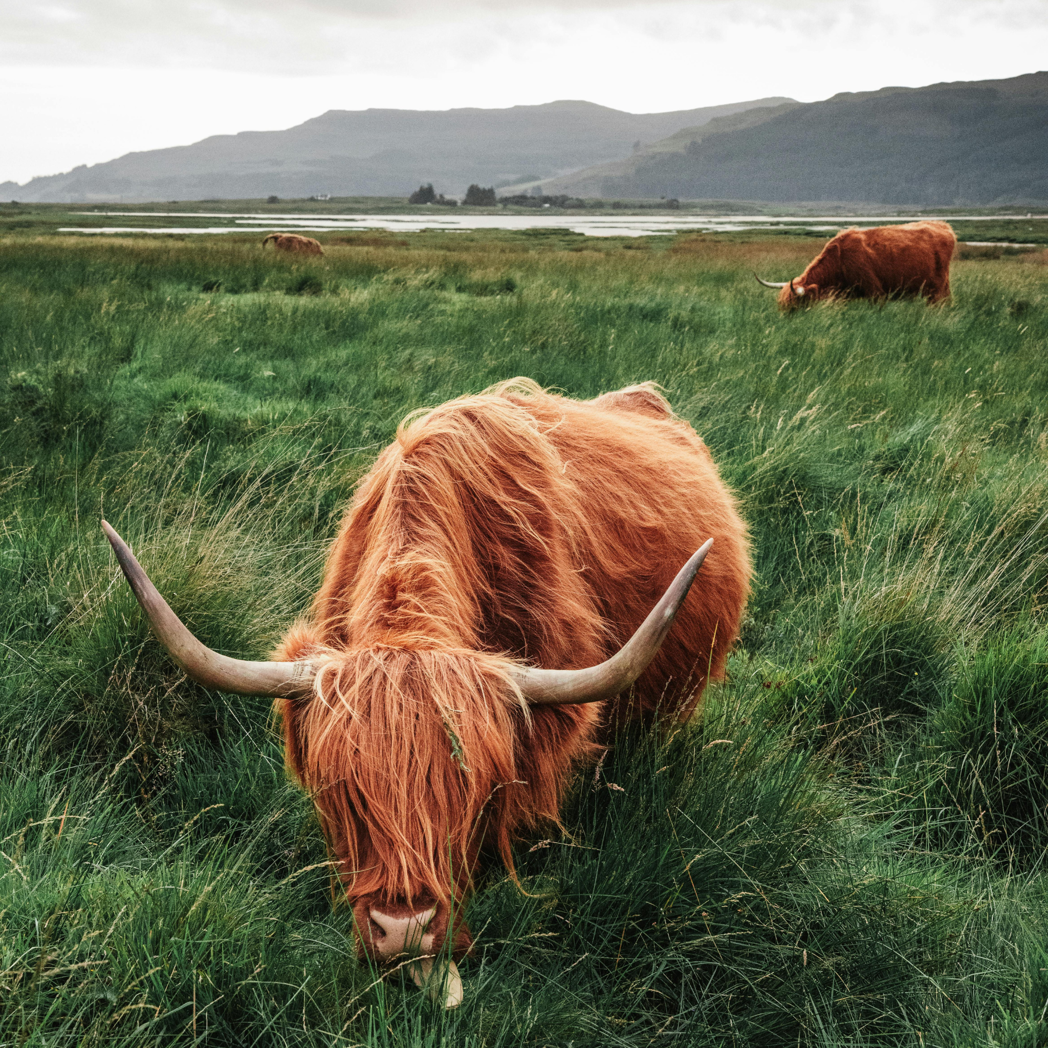 Beeswax Food Wraps: Highland Cows