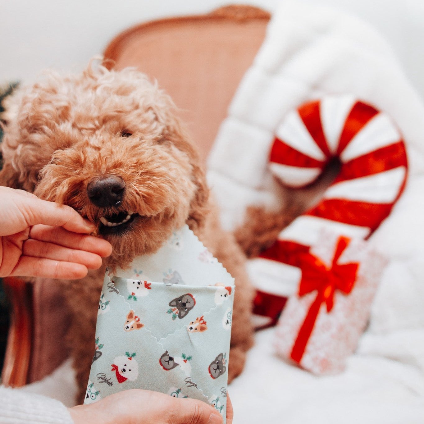 Dogs & Cats Christmas Single Medium Beeswax Wrap